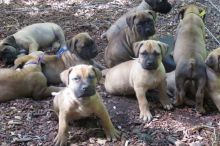 South African Boerboel puppies for sale Text / call (437) 536-6127 Image eClassifieds4U