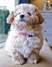 Cute Poodle Puppies for Sale Image eClassifieds4U