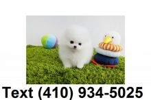 Tiny t-cup pomeranian puppies for sale! Image eClassifieds4U