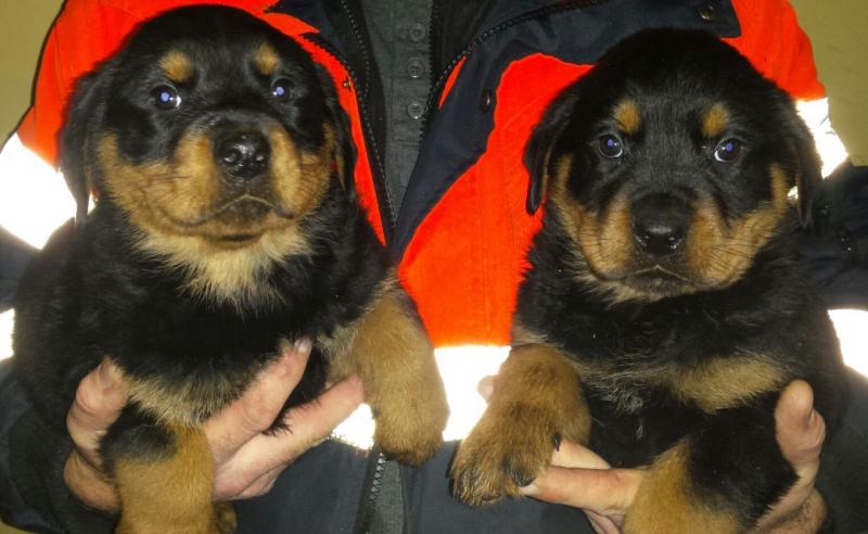 Rottweiler Puppies Ready Now for sale Image eClassifieds4u