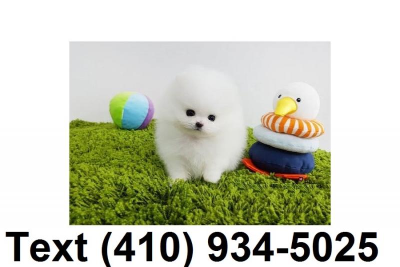 Tiny t-cup pomeranian puppies for sale! Image eClassifieds4u