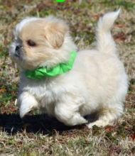 Adorable and Nice Papillon Puppies For Re-Home