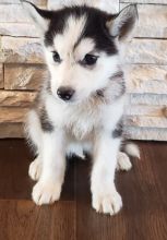 Adorable Siberian Husky Pups For Sale