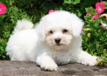 AKC Awesome Bichon Frise