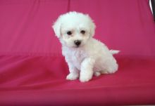 Awesome Male and Female Bichon Frise