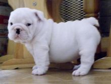 Beautiful Little English Bulldog Puppy