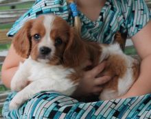 Cavalier King Charles Puppies