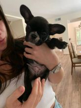 French bulldog puppy’s male and female