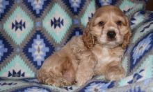 Good Looking er Spaniel Puppies For Sale.