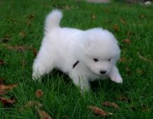 Gorgeous Samoyed Puppies for Sale