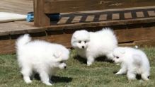 Healthy Japanese Spitz Puppies Available