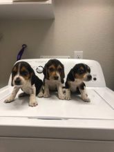 Lovely Male and Female Beagle Puppies