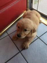 Male and Female golden retriever puppies