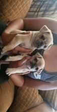 male and female Pug puppies puppies Available!!