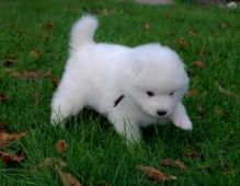 MALE AND FEMALE SAMOYED PUPPIES