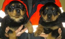 Rottweiler Puppies Ready Now for sale