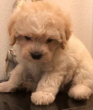 Toy Goldendoodle puppies