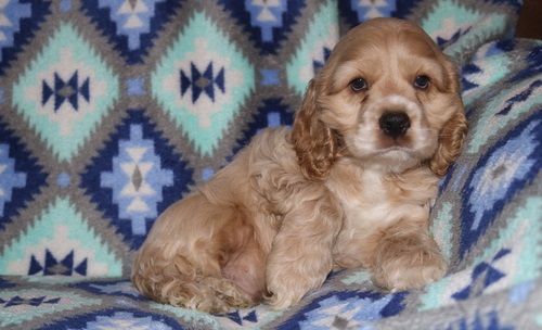 er Spaniel Puppies looking for new home Image eClassifieds4u