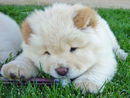 Lovely chow chow Puppies for Sale Image eClassifieds4u