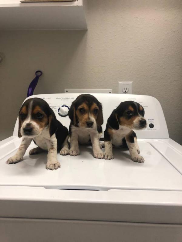 Lovely Male and Female Beagle Puppies Image eClassifieds4u