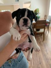 French bulldog puppy’s male and female Image eClassifieds4U
