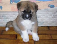 ME1FAMILY RAISED SHIBA INU PUPPIES FOR SALE Image eClassifieds4U