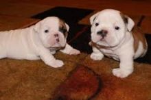 Very healthy and cute english bulldog puppies for you. Image eClassifieds4U