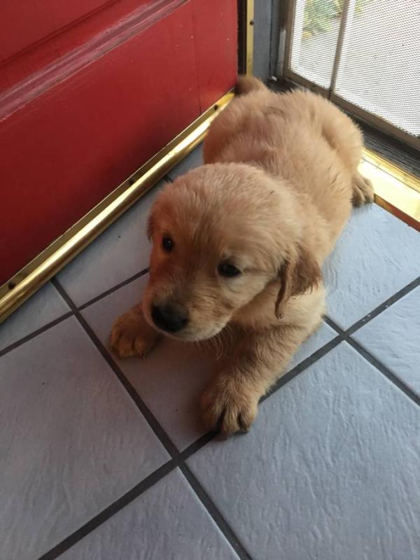 Male and Female golden retriever puppies Image eClassifieds4u