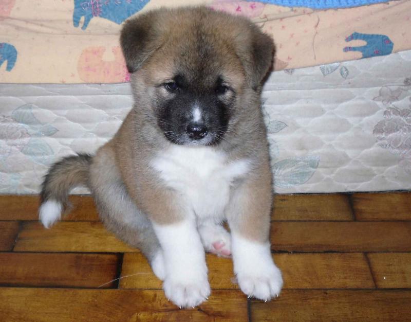 ME1FAMILY RAISED SHIBA INU PUPPIES FOR SALE Image eClassifieds4u