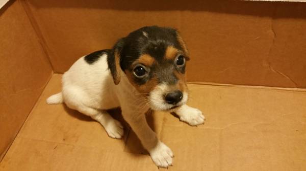 PUREBRED JACK RUSSELL PUPS Image eClassifieds4u