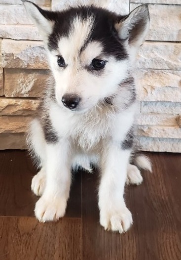 Sweet Siberian Husky Puppies Image eClassifieds4u