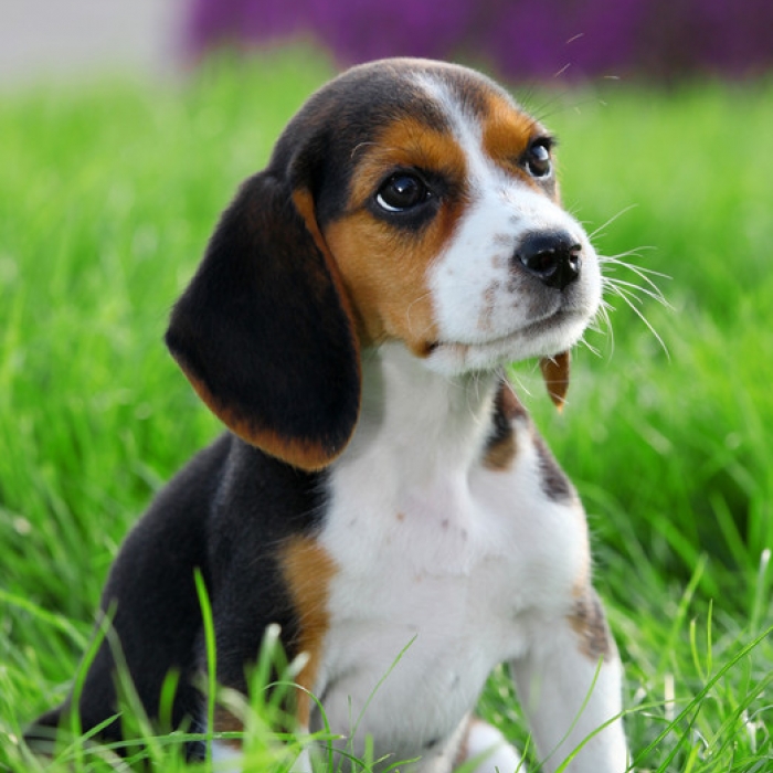 Tri Coloured Beagles Puppies Ready Now Image eClassifieds4u
