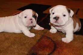 Very healthy and cute english bulldog puppies for you. Image eClassifieds4u