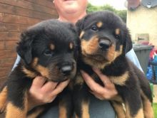 Male and female Rottweiler puppies