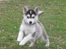 Registered and home raised Pomsky Puppies For You