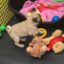 Two Pug puppies available for re-homing