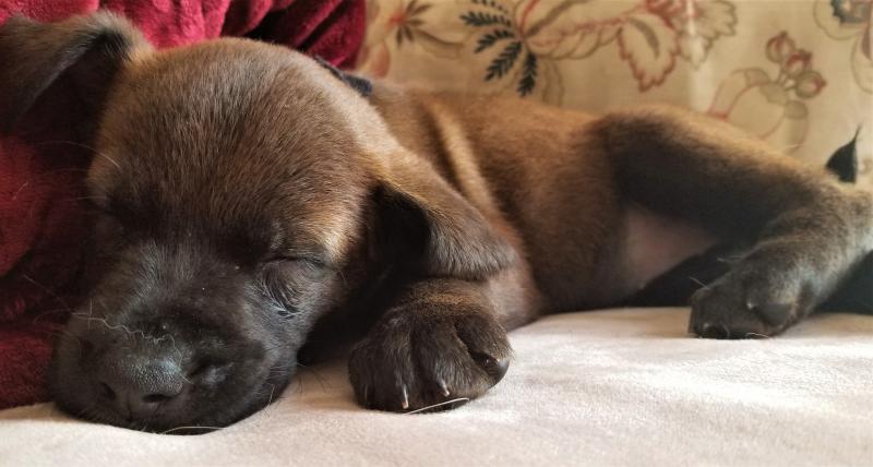 4 ADORABLE BOXADOR PUPPIES AVAILABLE Image eClassifieds4u