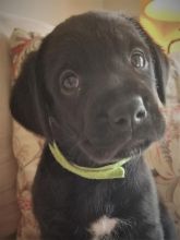 4 ADORABLE BOXADOR PUPPIES AVAILABLE Image eClassifieds4u 3