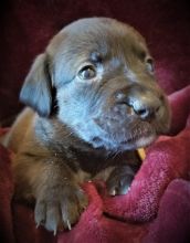 4 ADORABLE BOXADOR PUPPIES AVAILABLE Image eClassifieds4u 1