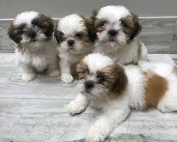 Beautiful Shih Tzu Puppies for adoption Text / call (437) 536-6127 Image eClassifieds4u