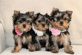 Gorgeous male and female Yorkie puppies for adoption Text / call (437) 536 6127 Image eClassifieds4u