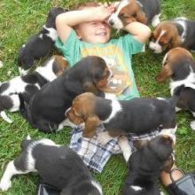 Basset Hound puppies for adoption ---Text / call (437) 536-6127