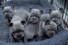 Purebred French Bulldog Puppies adoption ---Text / call (437) 536-6127