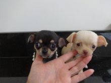 Chihuahua puppies for adoption---Text / call (437) 536-6127