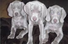 Available Quality Weimaraner Puppies for adoption ---(437) 536-6127