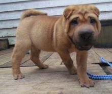 Purebred Potty Trained Shar pei puppies for sale (437) 536-6127