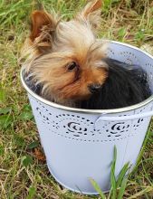 Yorkie Pup