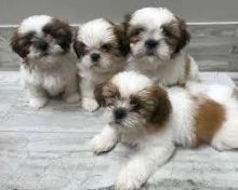 Beautiful Shih Tzu Puppies for adoption Text / call (437) 536-6127 Image eClassifieds4U