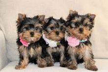 Gorgeous male and female Yorkie puppies for adoption Text / call (437) 536 6127 Image eClassifieds4u 2