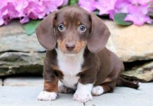 Adorable Dachshund Puppies